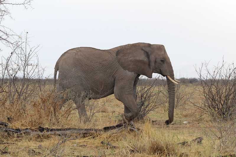 Южно-африканские приключения часть 2 20000 км (Намибия, Ботсвана, Замбия, Малави, Мозамбик) октябрь-декабрь 2025