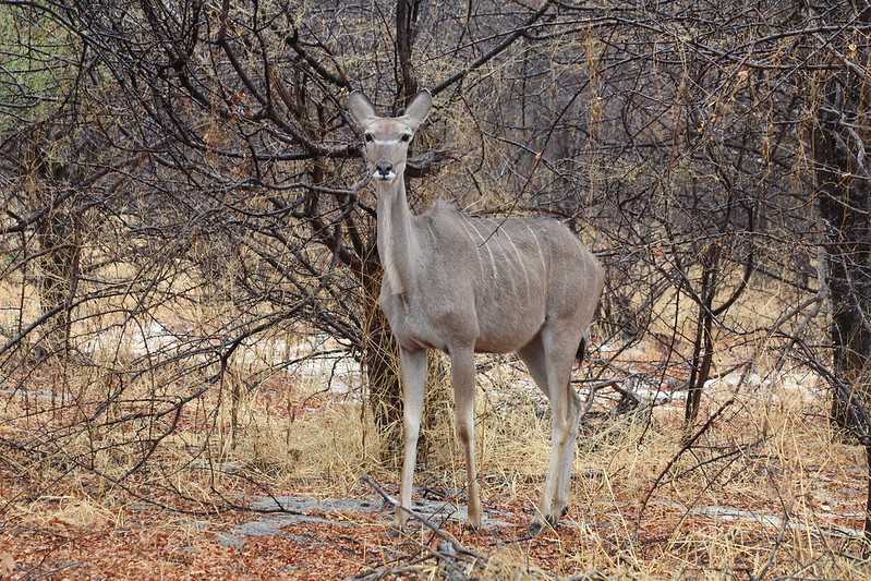 Южно-африканские приключения часть 2 20000 км (Намибия, Ботсвана, Замбия, Малави, Мозамбик) октябрь-декабрь 2025