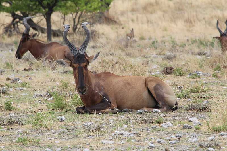 Южно-африканские приключения часть 2 20000 км (Намибия, Ботсвана, Замбия, Малави, Мозамбик) октябрь-декабрь 2025