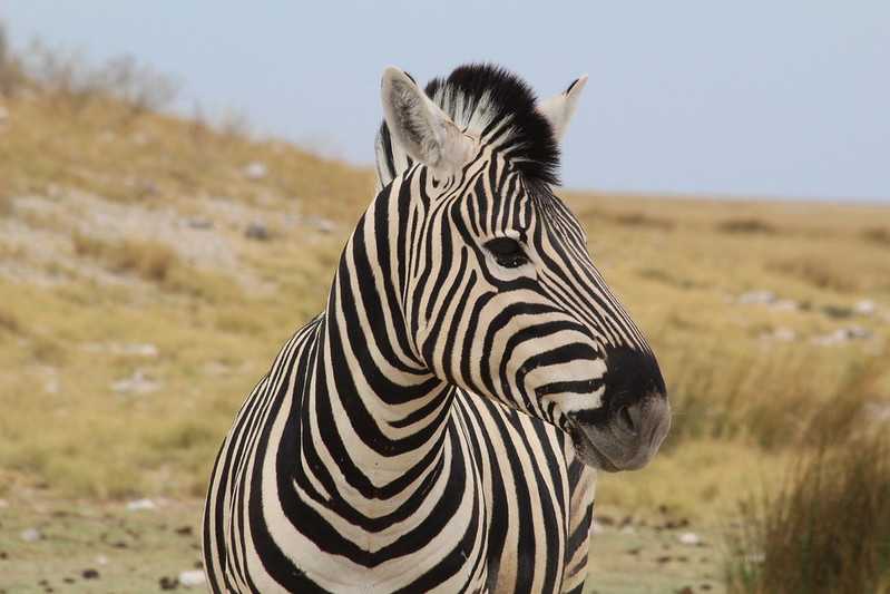 Южно-африканские приключения часть 2 20000 км (Намибия, Ботсвана, Замбия, Малави, Мозамбик) октябрь-декабрь 2025