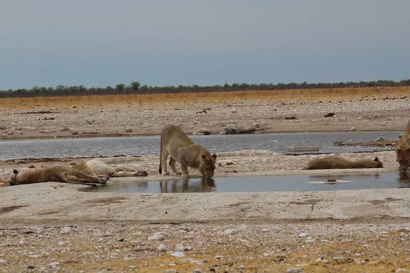 Южно-африканские приключения часть 2 20000 км (Намибия, Ботсвана, Замбия, Малави, Мозамбик) октябрь-декабрь 2025