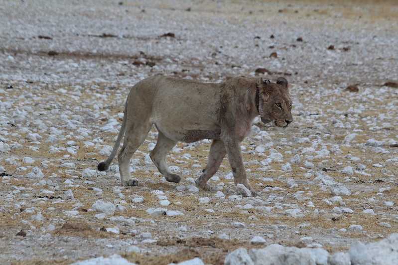 Южно-африканские приключения часть 2 20000 км (Намибия, Ботсвана, Замбия, Малави, Мозамбик) октябрь-декабрь 2025
