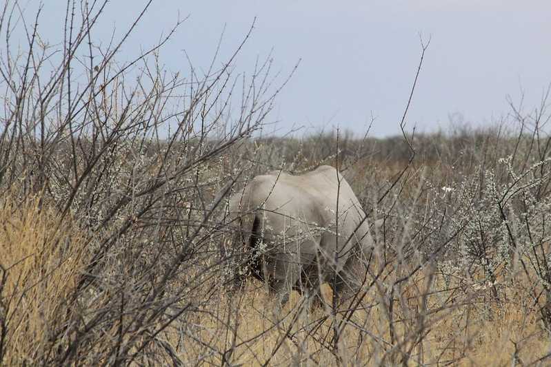 Южно-африканские приключения часть 2 20000 км (Намибия, Ботсвана, Замбия, Малави, Мозамбик) октябрь-декабрь 2025