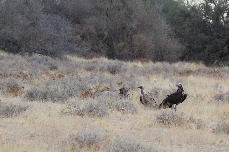 Южно-африканские приключения часть 2 20000 км (Намибия, Ботсвана, Замбия, Малави, Мозамбик) октябрь-декабрь 2025