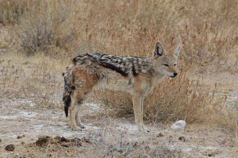 Южно-африканские приключения часть 2 20000 км (Намибия, Ботсвана, Замбия, Малави, Мозамбик) октябрь-декабрь 2025