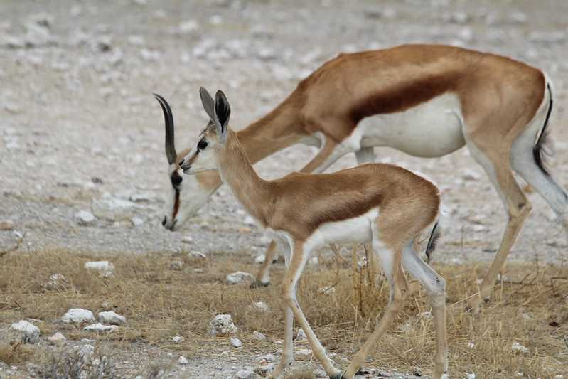 Южно-африканские приключения часть 2 20000 км (Намибия, Ботсвана, Замбия, Малави, Мозамбик) октябрь-декабрь 2025