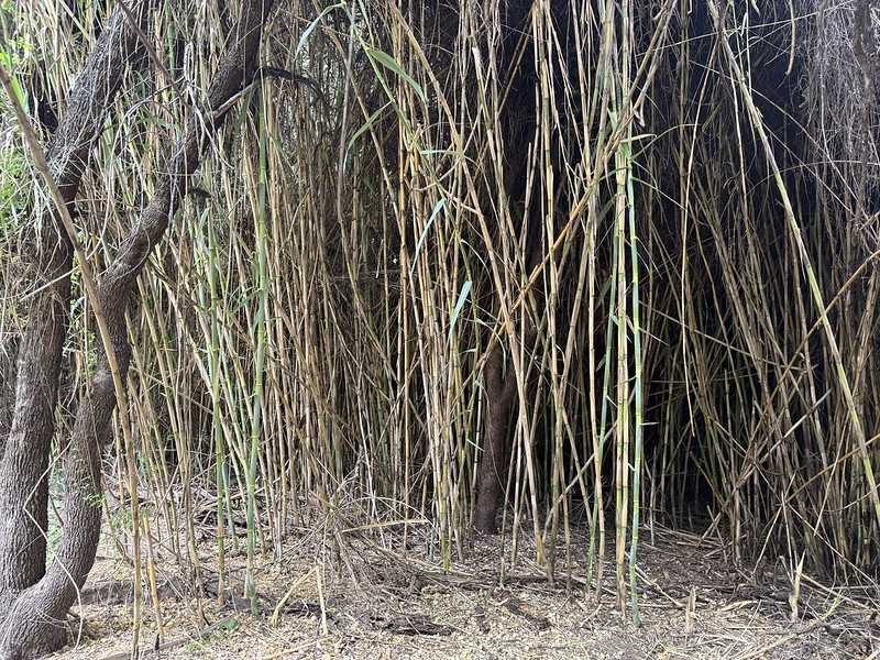 Южно-африканские приключения часть 2 20000 км (Намибия, Ботсвана, Замбия, Малави, Мозамбик) октябрь-декабрь 2025