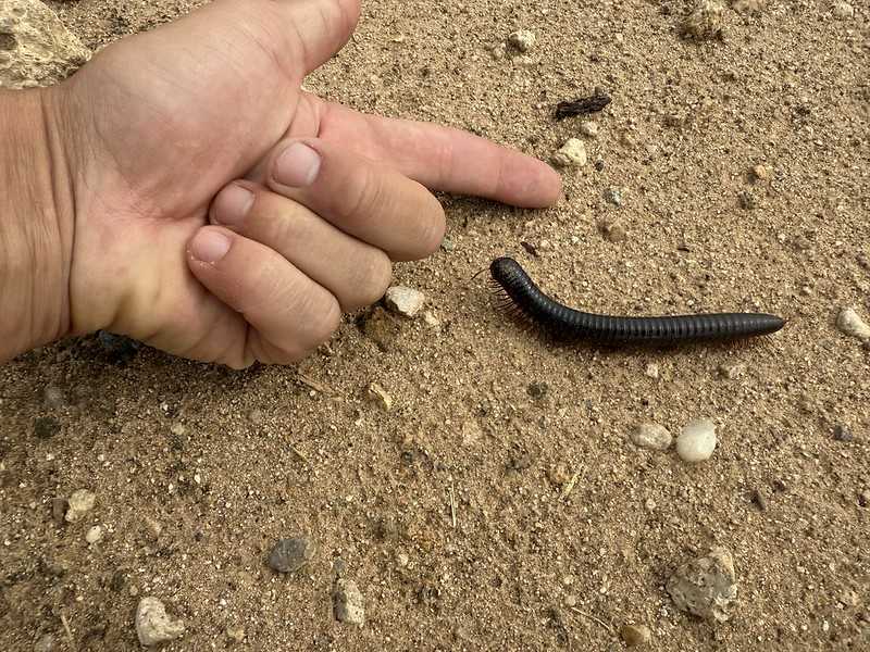 Южно-африканские приключения часть 2 20000 км (Намибия, Ботсвана, Замбия, Малави, Мозамбик) октябрь-декабрь 2025