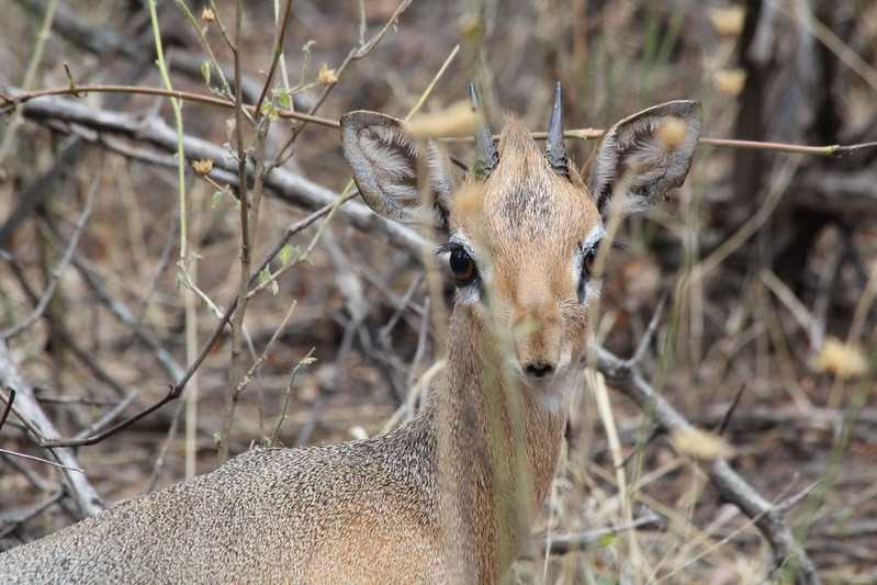 Южно-африканские приключения часть 2 20000 км (Намибия, Ботсвана, Замбия, Малави, Мозамбик) октябрь-декабрь 2025