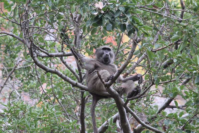 Южно-африканские приключения часть 2 20000 км (Намибия, Ботсвана, Замбия, Малави, Мозамбик) октябрь-декабрь 2025