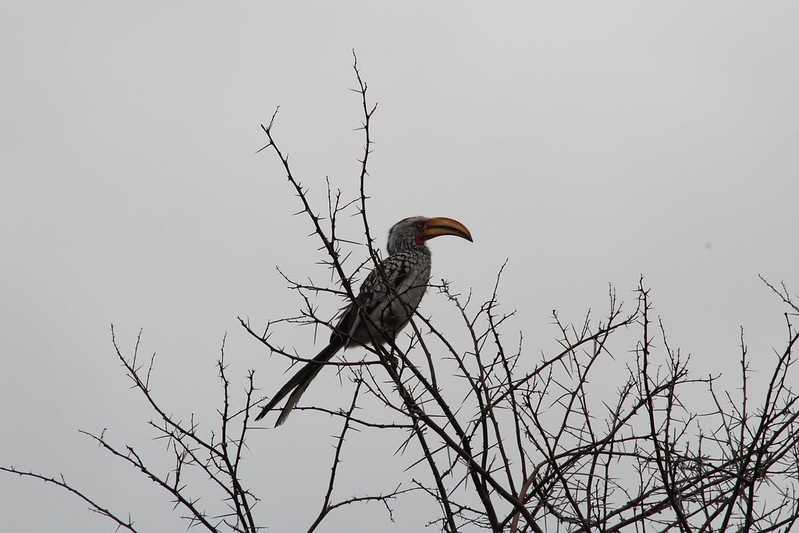 Южно-африканские приключения часть 2 20000 км (Намибия, Ботсвана, Замбия, Малави, Мозамбик) октябрь-декабрь 2025