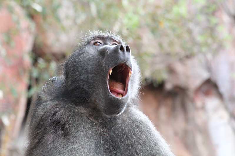 Южно-африканские приключения часть 2 20000 км (Намибия, Ботсвана, Замбия, Малави, Мозамбик) октябрь-декабрь 2025