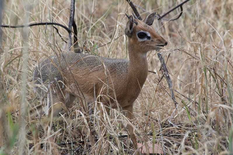 Южно-африканские приключения часть 2 20000 км (Намибия, Ботсвана, Замбия, Малави, Мозамбик) октябрь-декабрь 2025