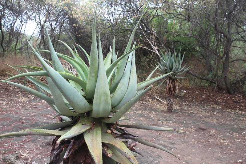 Южно-африканские приключения часть 2 20000 км (Намибия, Ботсвана, Замбия, Малави, Мозамбик) октябрь-декабрь 2025