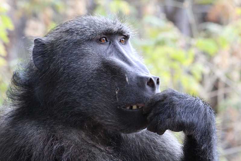 Южно-африканские приключения часть 2 20000 км (Намибия, Ботсвана, Замбия, Малави, Мозамбик) октябрь-декабрь 2025