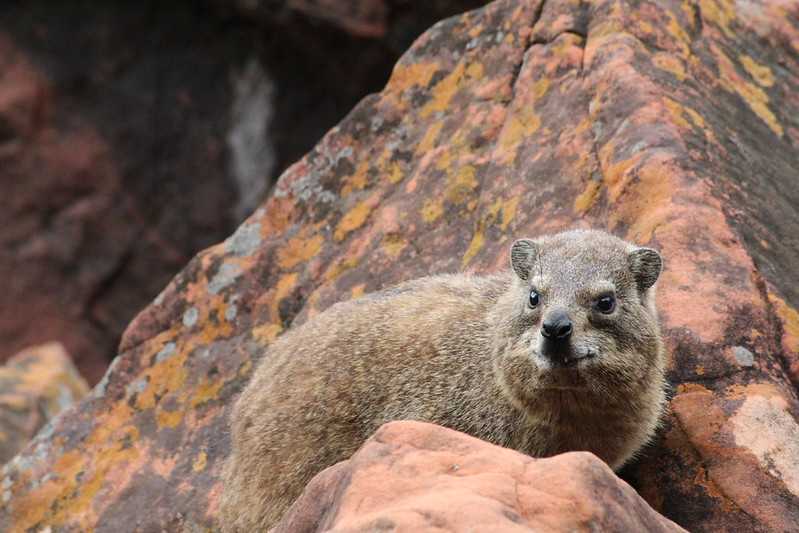 Южно-африканские приключения часть 2 20000 км (Намибия, Ботсвана, Замбия, Малави, Мозамбик) октябрь-декабрь 2025