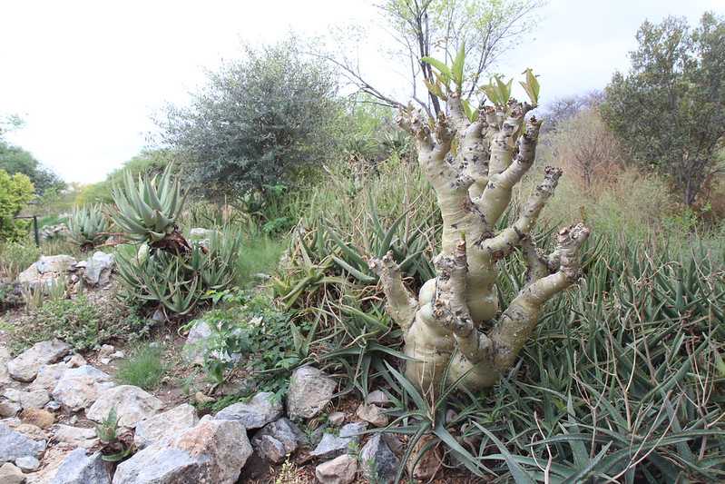 Южно-африканские приключения часть 2 20000 км (Намибия, Ботсвана, Замбия, Малави, Мозамбик) октябрь-декабрь 2025