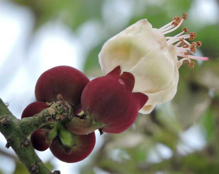 Перу, в натуре! Крайний север, декабрь 2025 – январь 2026