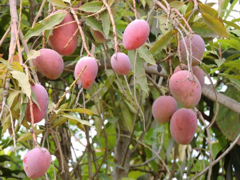 Перу, в натуре! Крайний север, декабрь 2025 – январь 2026