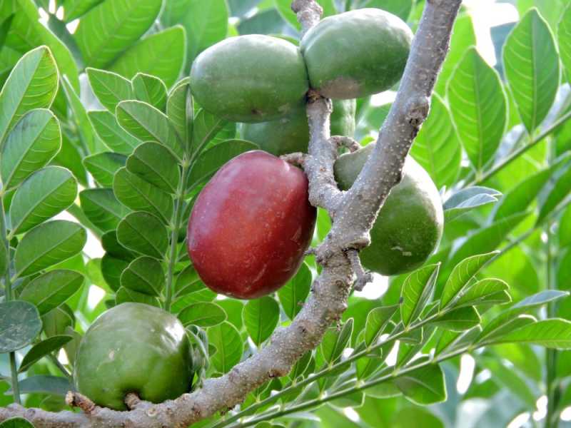 Перу, в натуре! Крайний север, декабрь 2025 – январь 2026