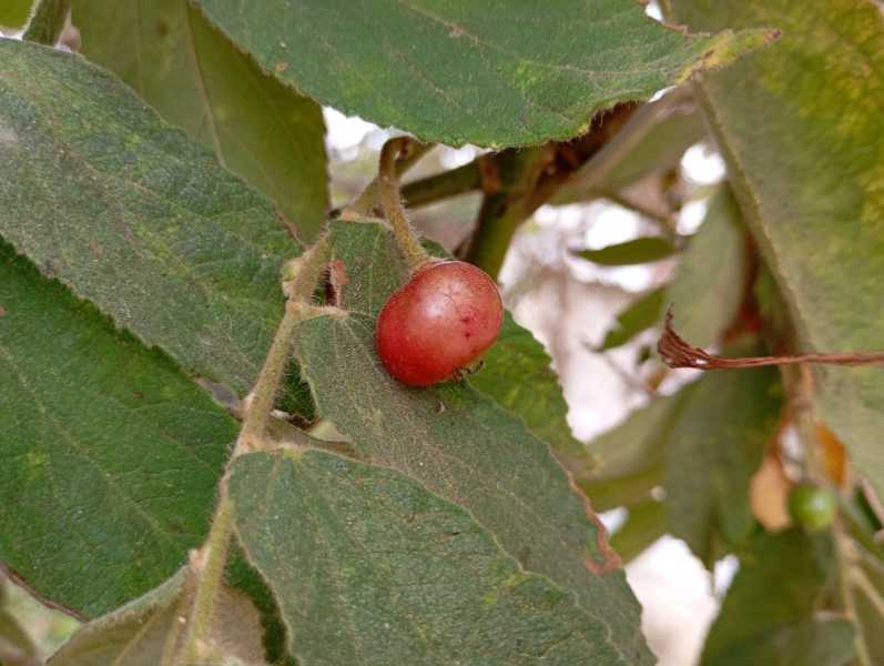 Перу, в натуре! Крайний север, декабрь 2025 – январь 2026