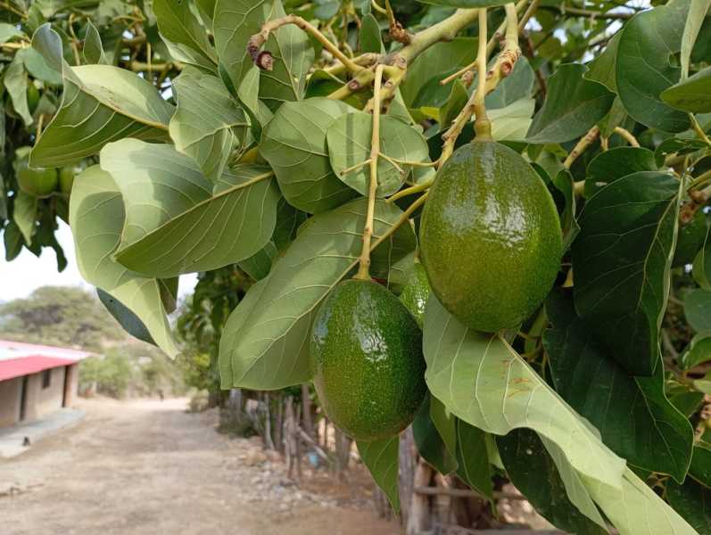 Перу, в натуре! Крайний север, декабрь 2025 – январь 2026