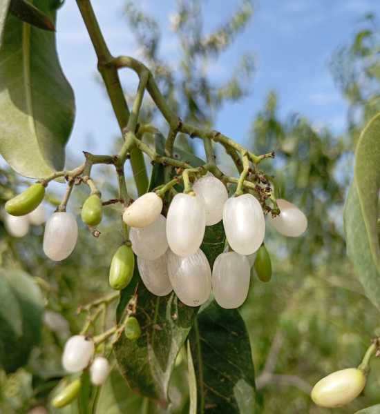 Перу, в натуре! Крайний север, декабрь 2025 – январь 2026