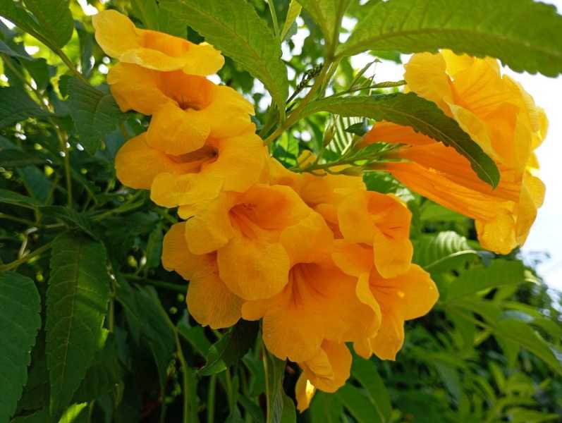 Перу, в натуре! Крайний север, декабрь 2025 – январь 2026