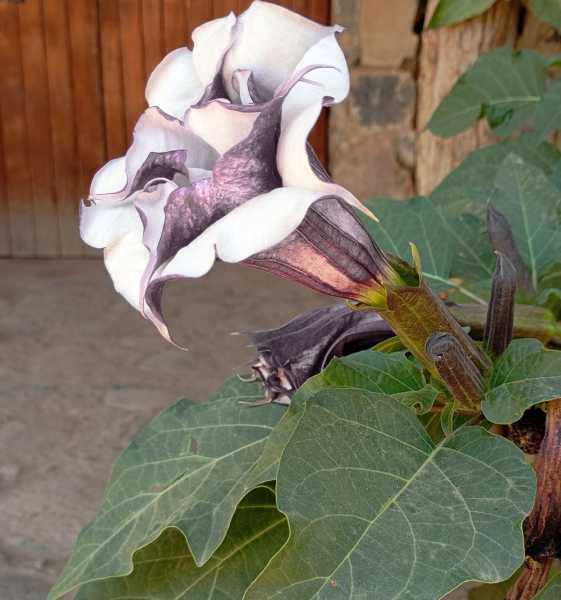 Перу, в натуре! Крайний север, декабрь 2025 – январь 2026