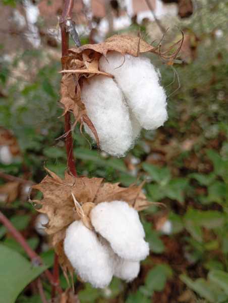 Перу, в натуре! Крайний север, декабрь 2025 – январь 2026