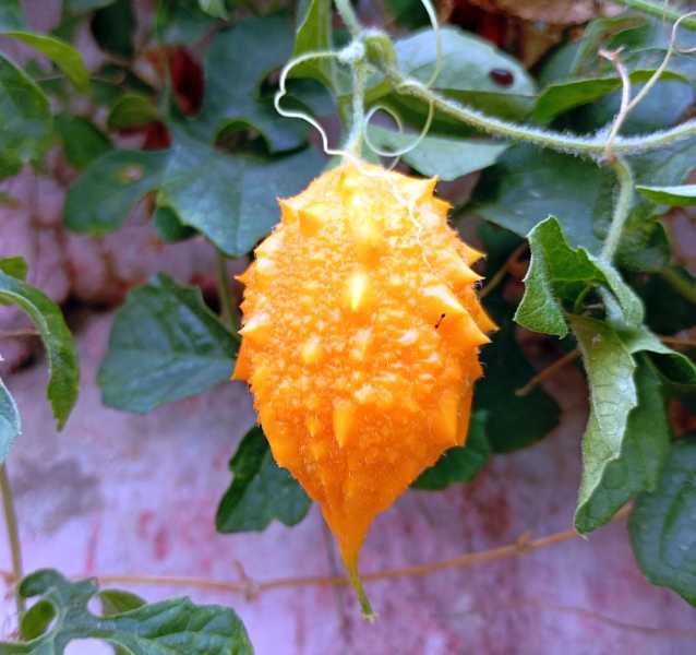 Перу, в натуре! Крайний север, декабрь 2025 – январь 2026