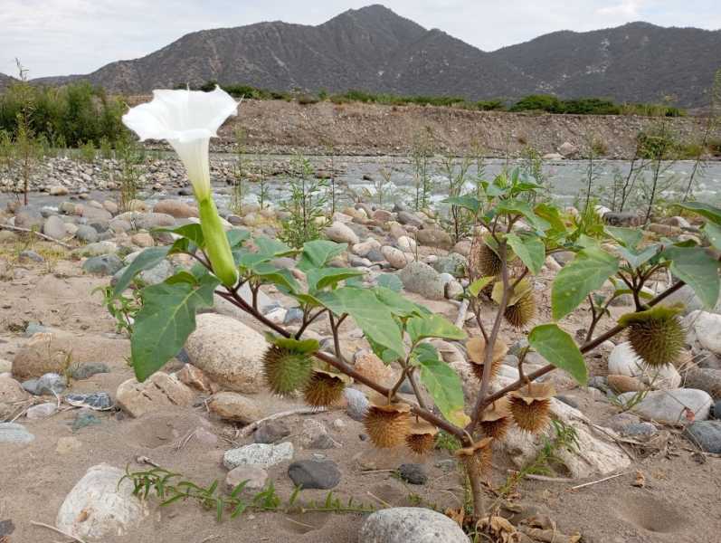 Перу, в натуре! Крайний север, декабрь 2025 – январь 2026