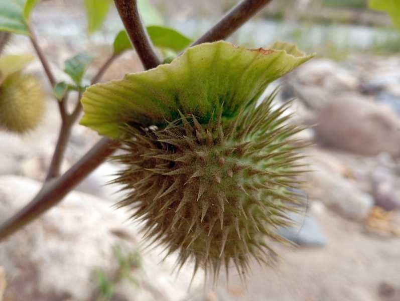 Перу, в натуре! Крайний север, декабрь 2025 – январь 2026