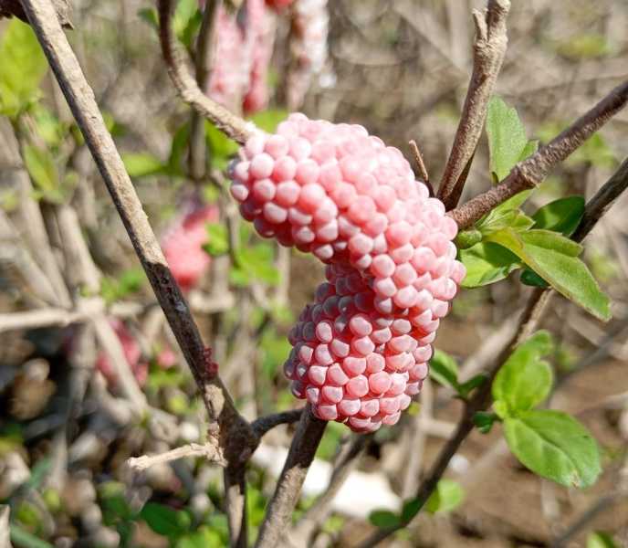 Перу, в натуре! Крайний север, декабрь 2025 – январь 2026