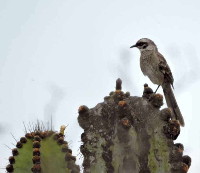 Перу, в натуре! Крайний север, декабрь 2025 – январь 2026
