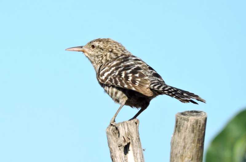 Перу, в натуре! Крайний север, декабрь 2025 – январь 2026