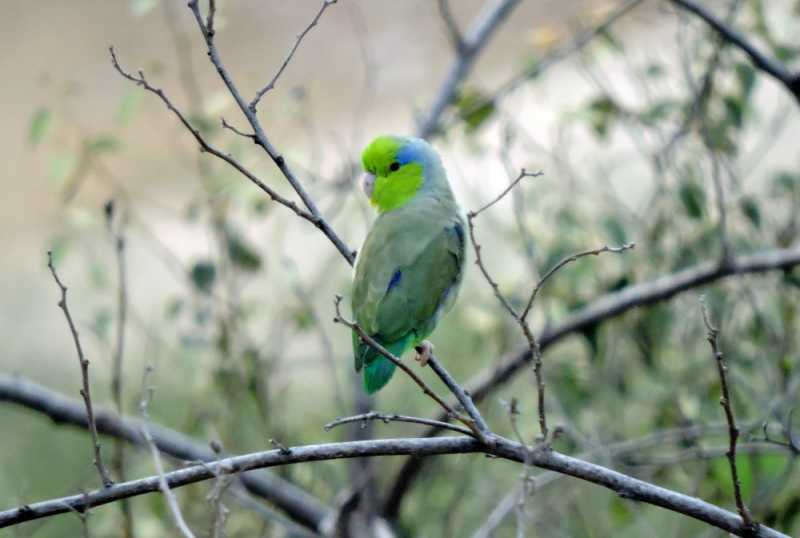 Перу, в натуре! Крайний север, декабрь 2025 – январь 2026