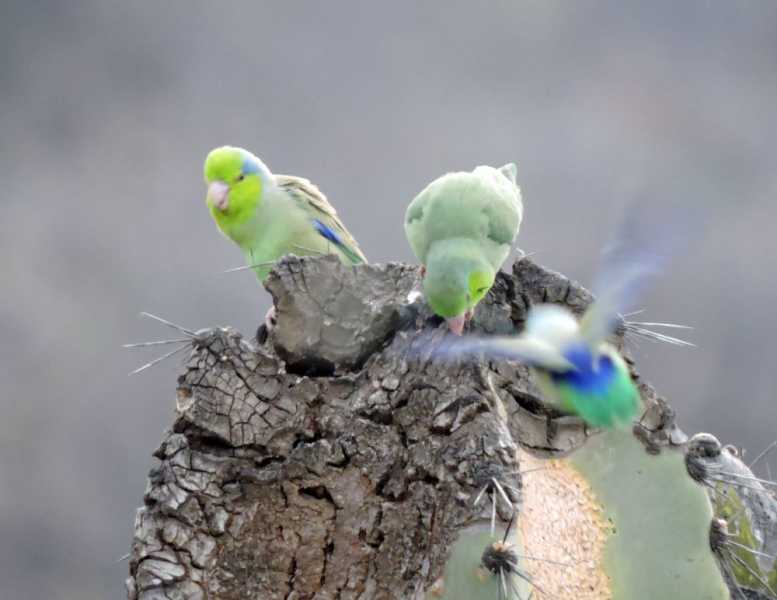 Перу, в натуре! Крайний север, декабрь 2025 – январь 2026