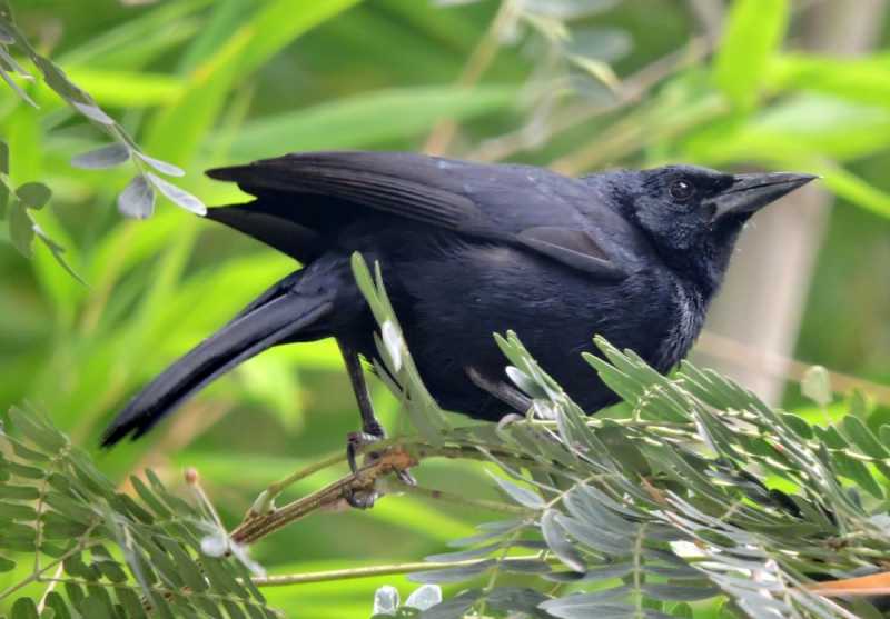 Перу, в натуре! Крайний север, декабрь 2025 – январь 2026