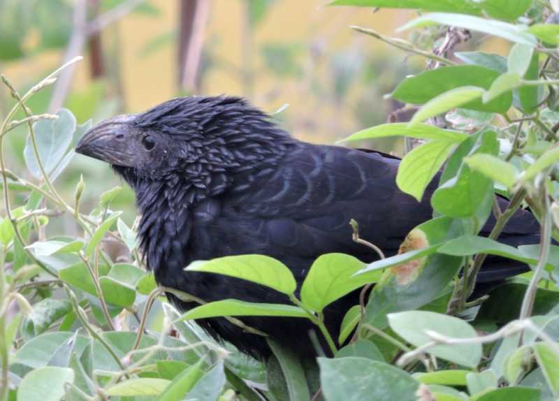 Перу, в натуре! Крайний север, декабрь 2025 – январь 2026