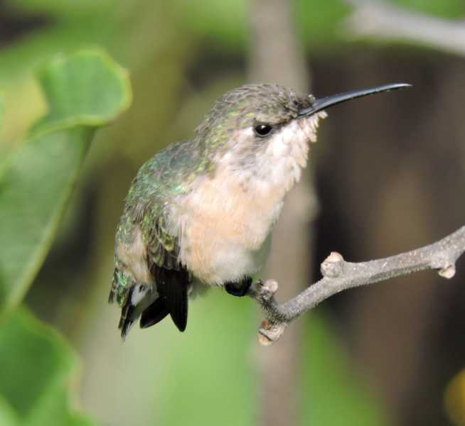 Перу, в натуре! Крайний север, декабрь 2025 – январь 2026