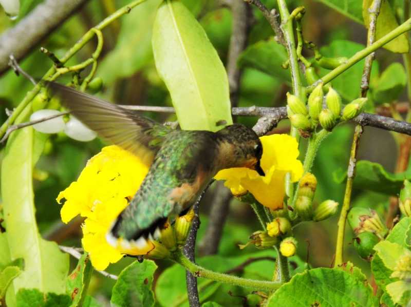 Перу, в натуре! Крайний север, декабрь 2025 – январь 2026
