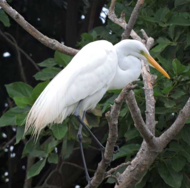 Перу, в натуре! Крайний север, декабрь 2025 – январь 2026