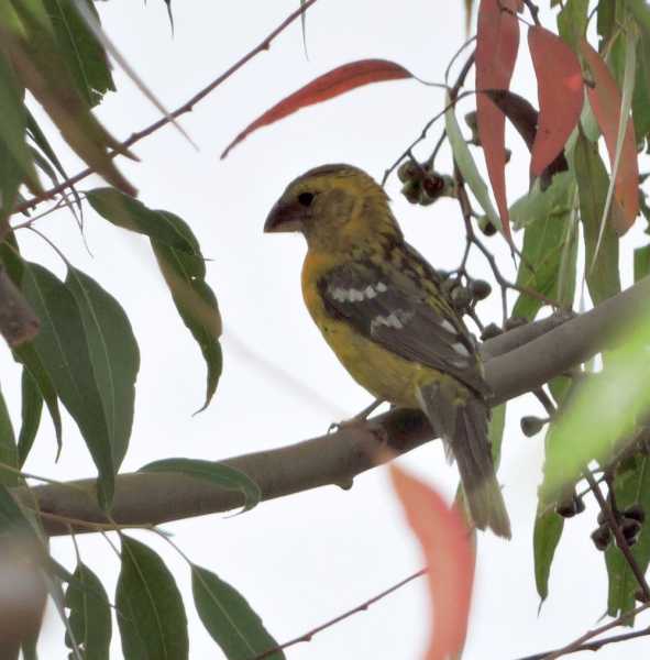 Перу, в натуре! Крайний север, декабрь 2025 – январь 2026