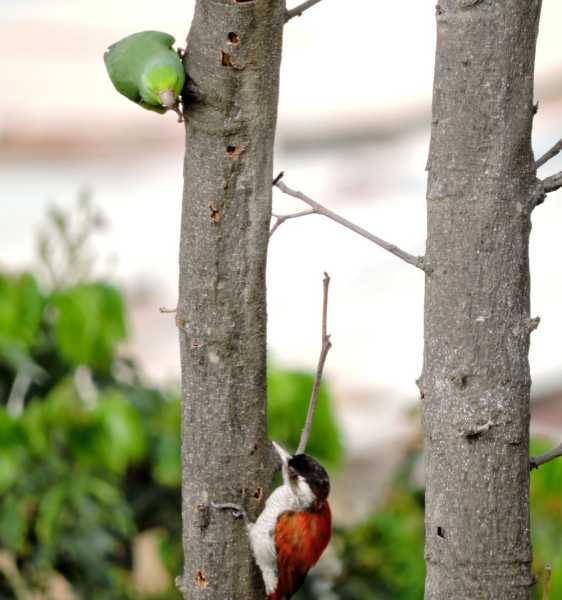 Перу, в натуре! Крайний север, декабрь 2025 – январь 2026