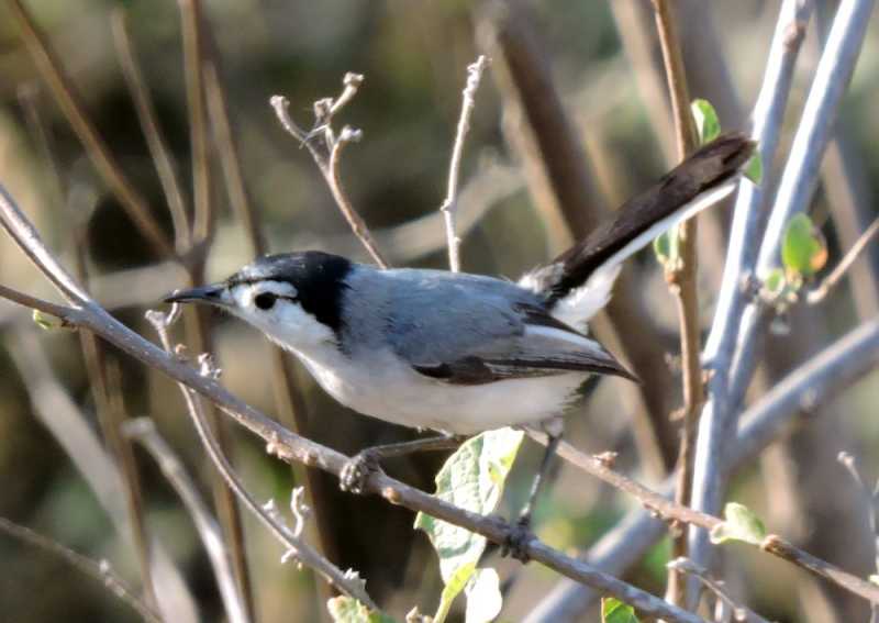 Перу, в натуре! Крайний север, декабрь 2025 – январь 2026