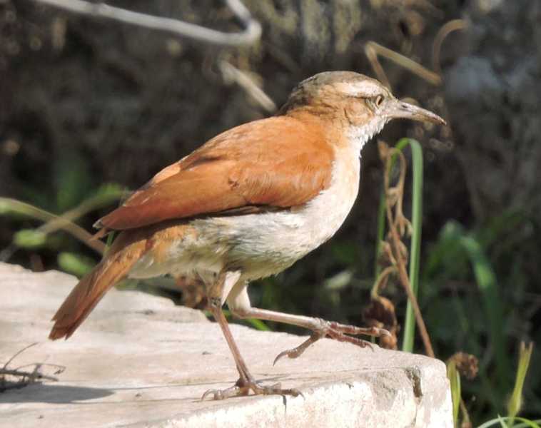 Перу, в натуре! Крайний север, декабрь 2025 – январь 2026