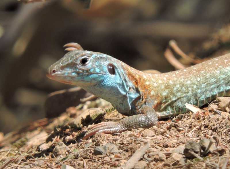 Перу, в натуре! Крайний север, декабрь 2025 – январь 2026