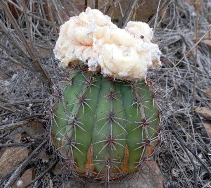 Перу, в натуре! Крайний север, декабрь 2025 – январь 2026