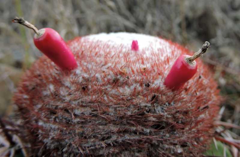 Перу, в натуре! Крайний север, декабрь 2025 – январь 2026